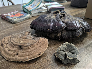 Mushrooms on top of table