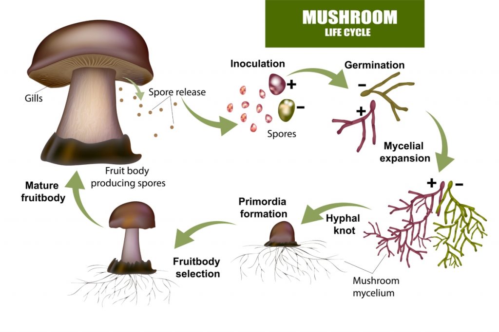 Mushroom Life Cycle