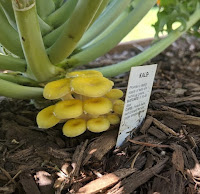 Oyster Mushrooms