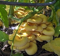 Oyster Mushrooms