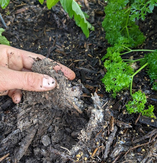 By gently pulling up a section of soil in the garden, we can see that the golden oyster mycelial network is growing just beneath the first mulch layer!