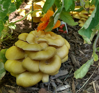 Oyster Mushrooms