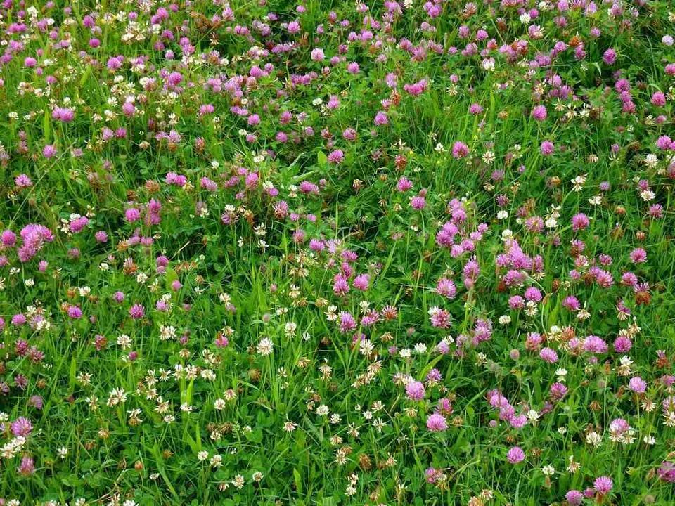 Small flowers across a field