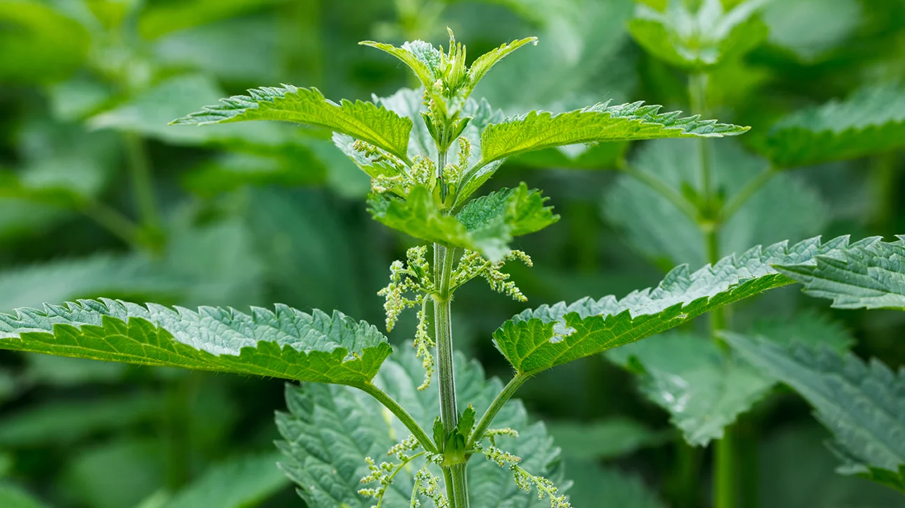 Stinging Nettle