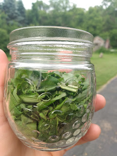 Chickweed in a jar