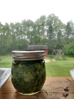 Chickweed in a jar