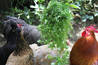 Three chickens looking at chickweed