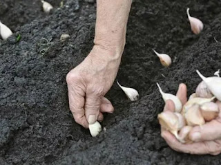 Planting garlic in the soil