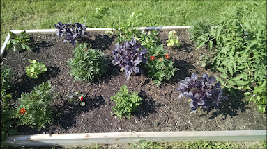 We tucked some French marigolds into our raised garden bed here at the Library, to grow alongside our tomatoes, peppers, and herbs.