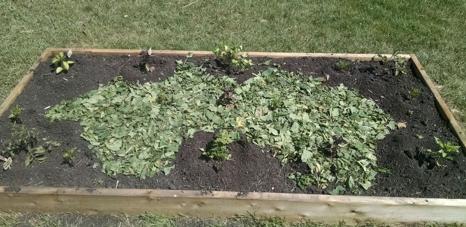 We are adding a homemade mulch to our Library’s garden bed to cover the soil and provide it with nutrients. This homemade mulch is made of a mix of comfrey, mullein, and borage leaves.