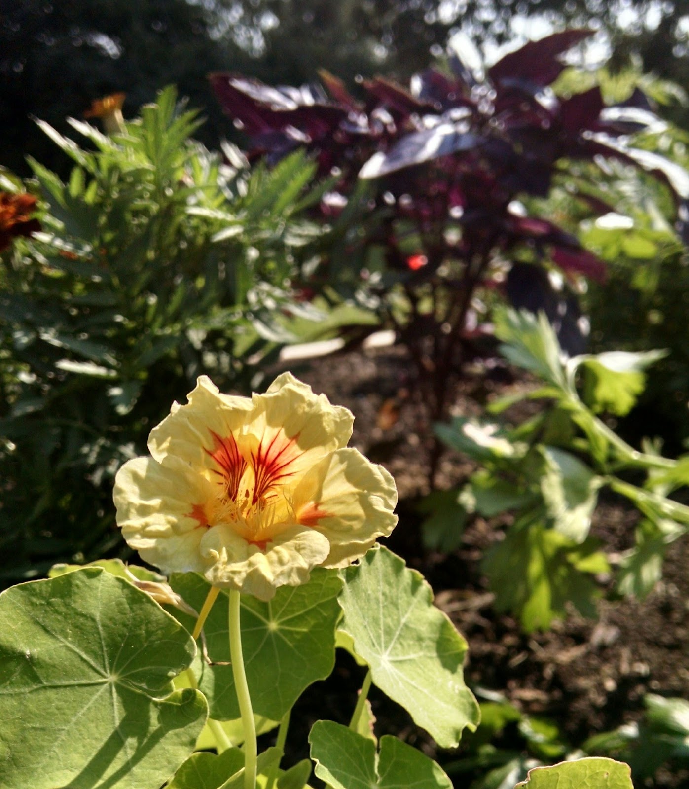 Nasturtium flowers, like the ones found in our Library garden bed, make wonderful cooked greens or garnishes to a diversity of dishes.