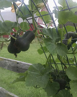 Vegetables growing along wired cage