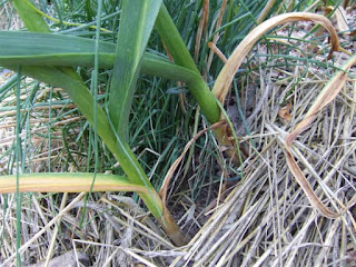 Brown leaves on garlic growth