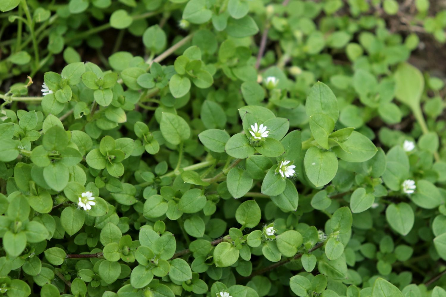 Chickweed (Stellaria media)