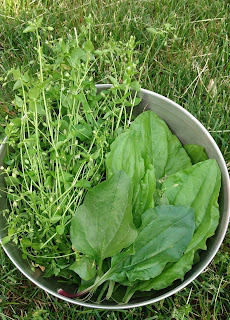 Plantain Chickweed