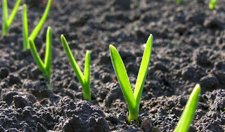 Garlic sprouts in the soil