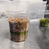 Grain in a plastic cup