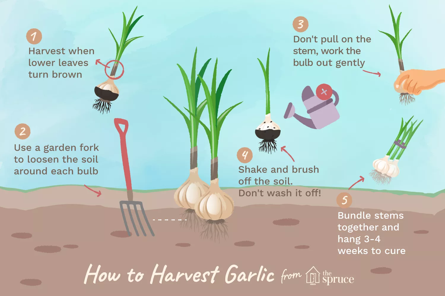 How to harvest garlic guide