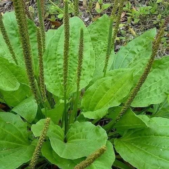 Chickweed (Stellaria media)