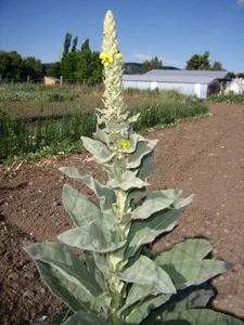 Mullein (Verbascum spp.)