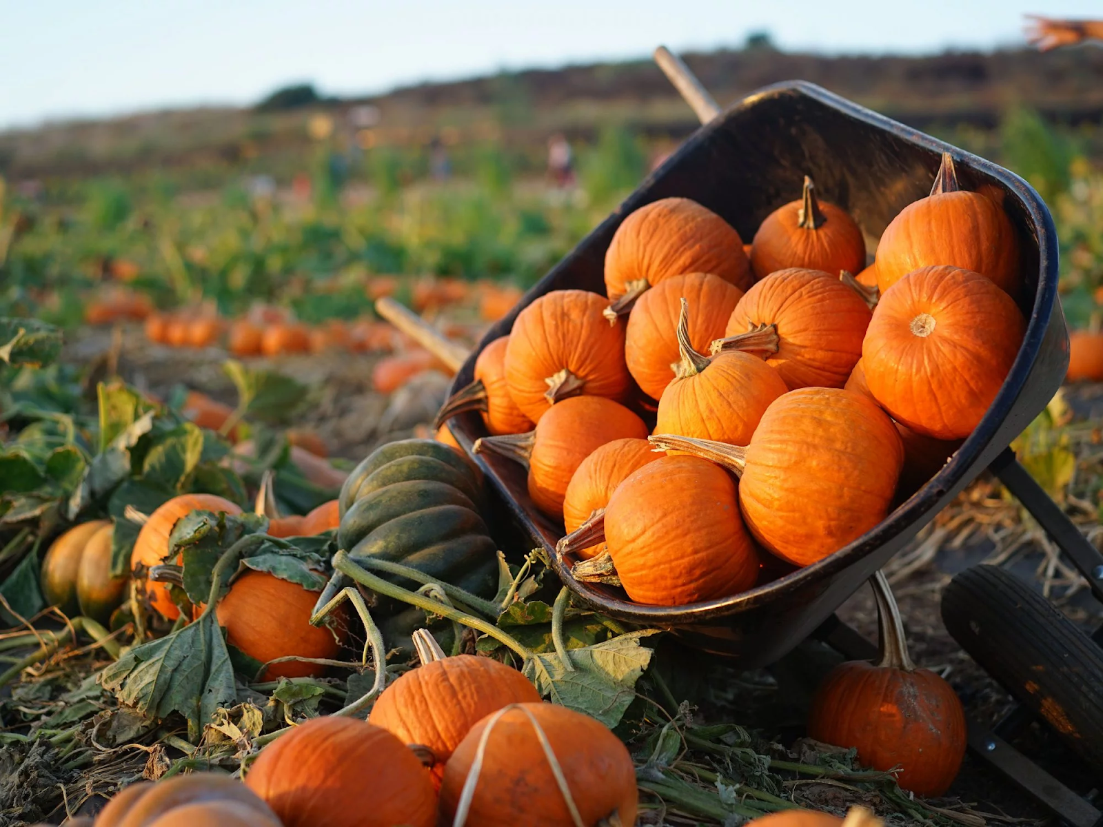 Small pumpkins in a wheelbarrow