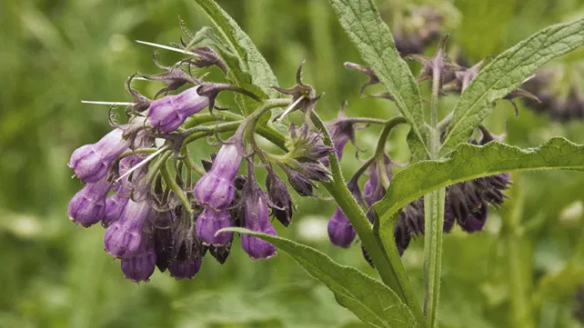 Comfrey (Symphytum spp.)