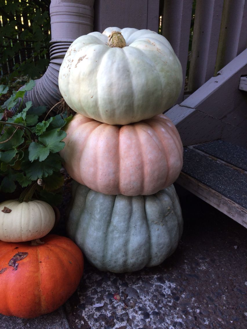 Valencianos (top), Porcelain Dolls (middle), and Blue Dolls (bottom) are some of my favorite pumpkin varieties to grow!