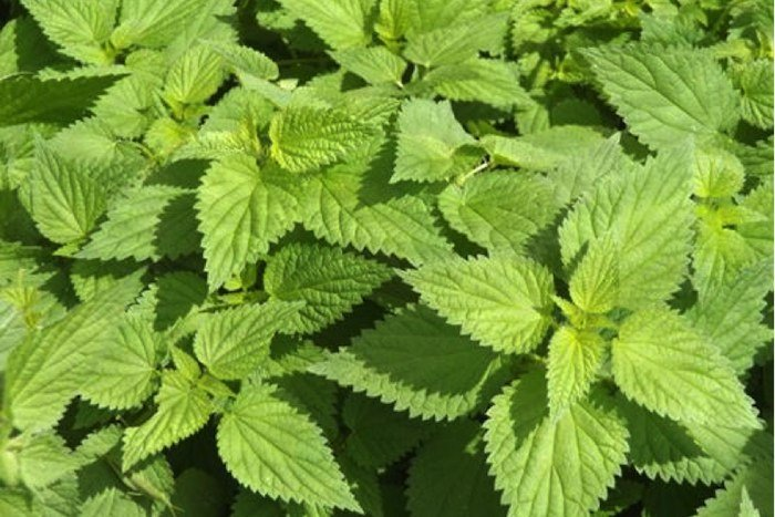 Nettle (Urtica dioica)