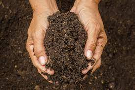 Two hands cupping soil together