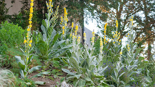 Mullein