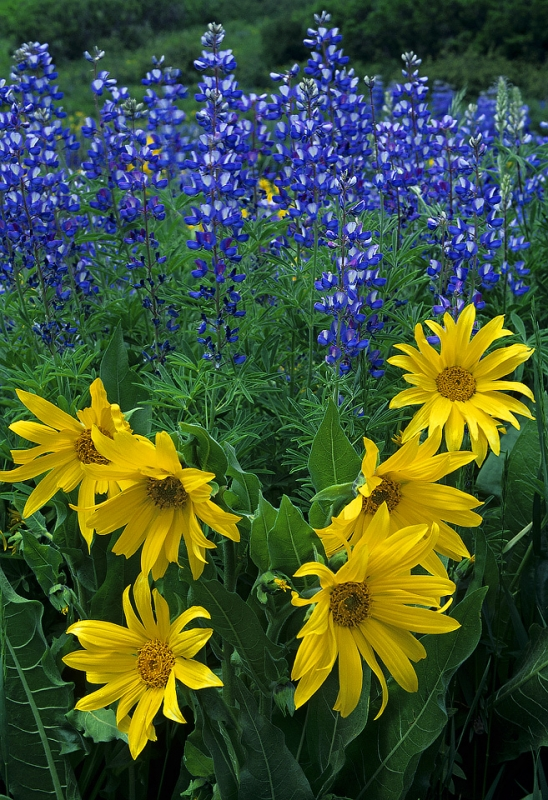 Sunflowers and lupine grow well together and repair the soil.