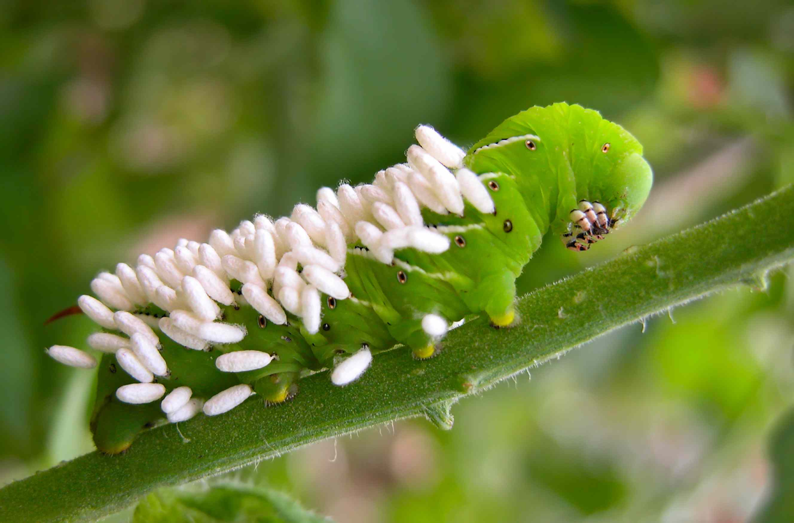 Tomato hornworms can ruin a tomato crop--but parasitic wasps lay eggs on hornworms, which feed off of and hatch from the hornworm, killing it. Flowers like Cosmos, Yarrow, and Zinnias attract parasitic wasps and help protect tomato plants.