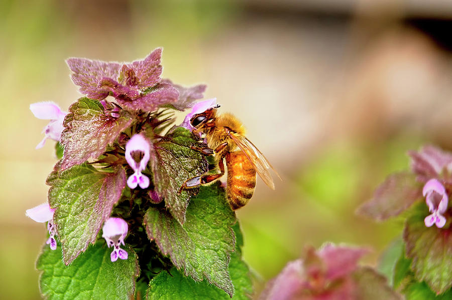 Purple Dead Nettle