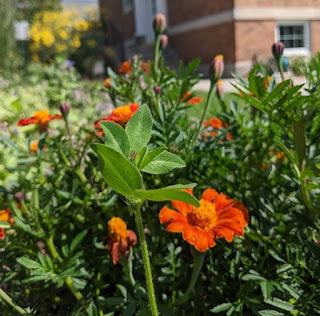 Prairie clover in the sensory garden