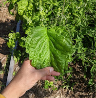 giant lettuce-leaf basil plants