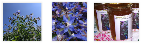 Borage plant and borage jelly