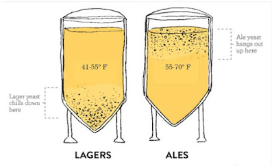 Lager and ale diagram