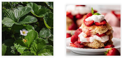 Strawberry plant and strawberry shortcake dessert