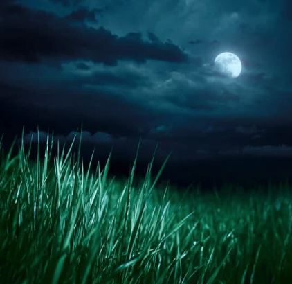 A dark, moonlit meadow beneath a cloudy sky. 