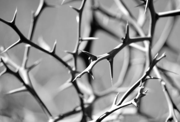 A close look at a tangled thornbush. 