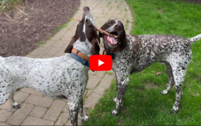 Video thumbnail for "The Sherman and Davy Show" showing two dogs