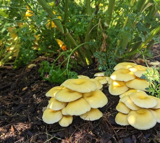 Oyster Mushrooms and the Cromaine Garden