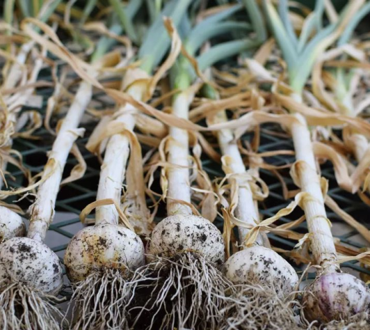 Thinking Sustainably: Growing Garlic