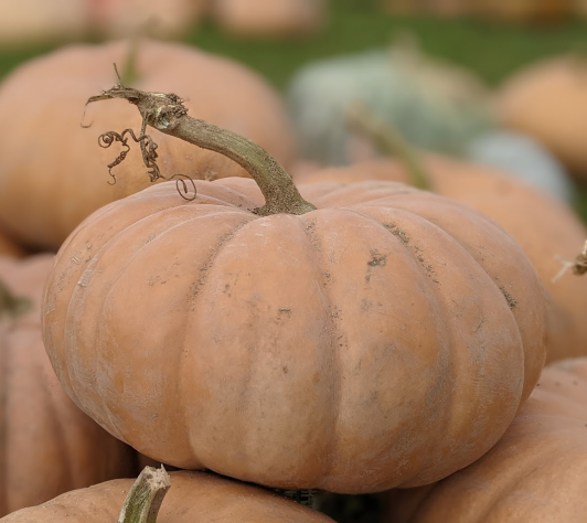 Thinking Sustainably: Growing Squash