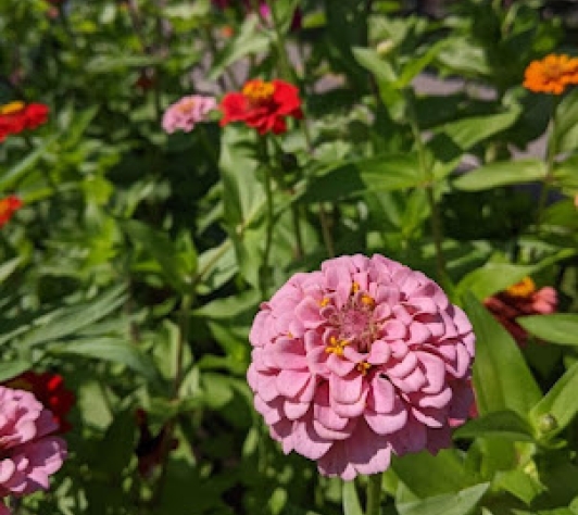 Red and pink flowers in Cromaine's sensory garden