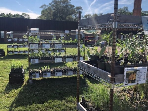 Shelves of native plants for sale on the South Lawn. 