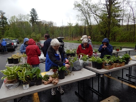 Garden Club members and other patrons picking out potted perennials from a table outside.  