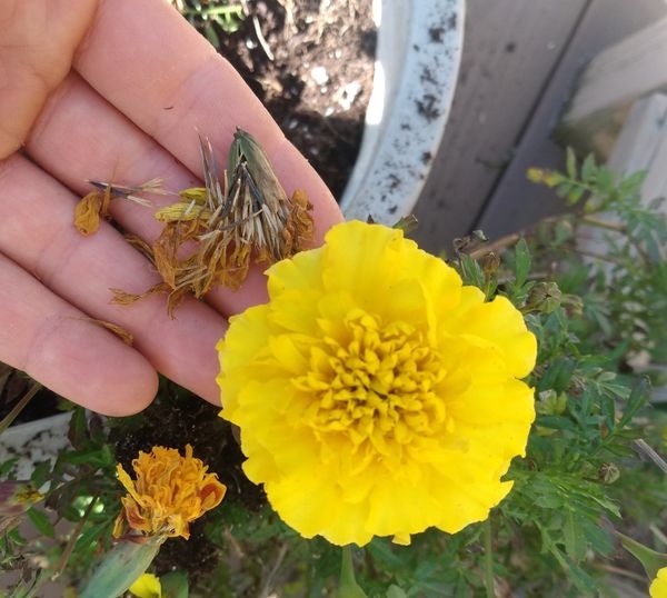 A hand holds marigold seeds, next to a marigold flower. 